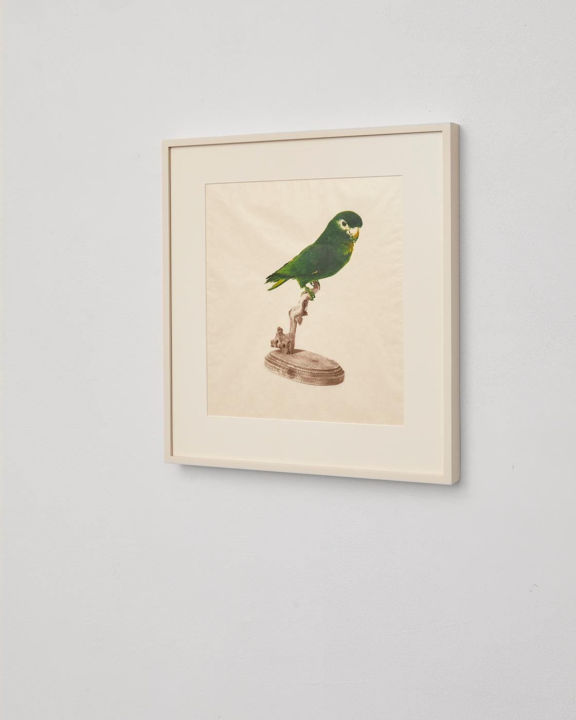 Louis, Still, heirloom series, handprinted colour lithograph, japanese paper - Print by Jenn law
