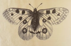 Papillion, photo lithography on Japanese paper 2018