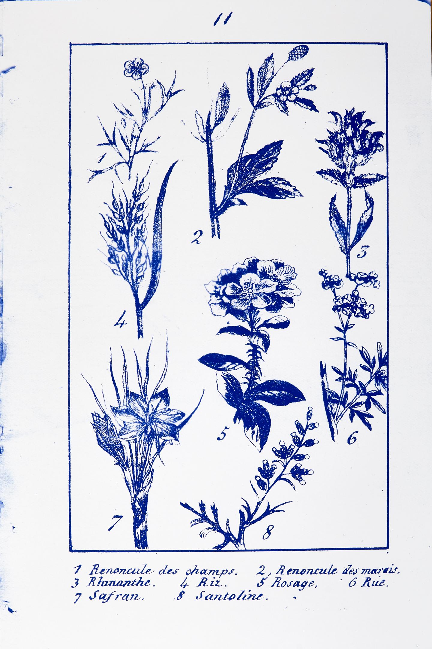 Plate 11, Novelle Botanique, diazotype custom blue frame - Photograph by Penelope Stewart