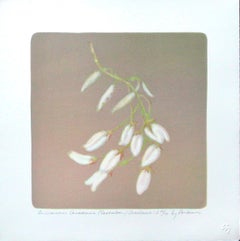 Amelanchier Canadensis (Saskatoon/Shadbush)#1 stone litho, acid tint pouchoir
