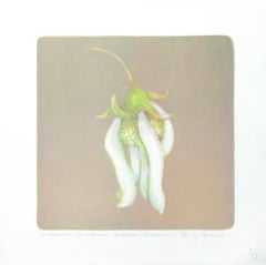 Amelanchier Canadensis(Saskatoon/Shadbush)#2 stone litho acid tint pouchoir