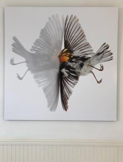 "Blackburnian Warbler" Close up photograph of bird with its reflection mirrored