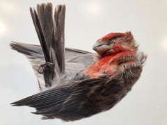 "Impact Falling Red House Finch" Close-up Photograph of bird