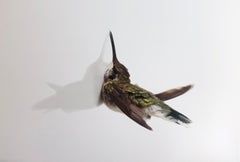 "Impact Ruby Throated Hummingbird" Oversized Close-up photograph of hummingbird