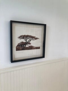 "African Tree Series #9" Sepia toned Photographs of trees in the Serengeti