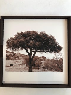 "African Tree Series #8" - Sepia Toned Photograph of Tree from the Serengeti