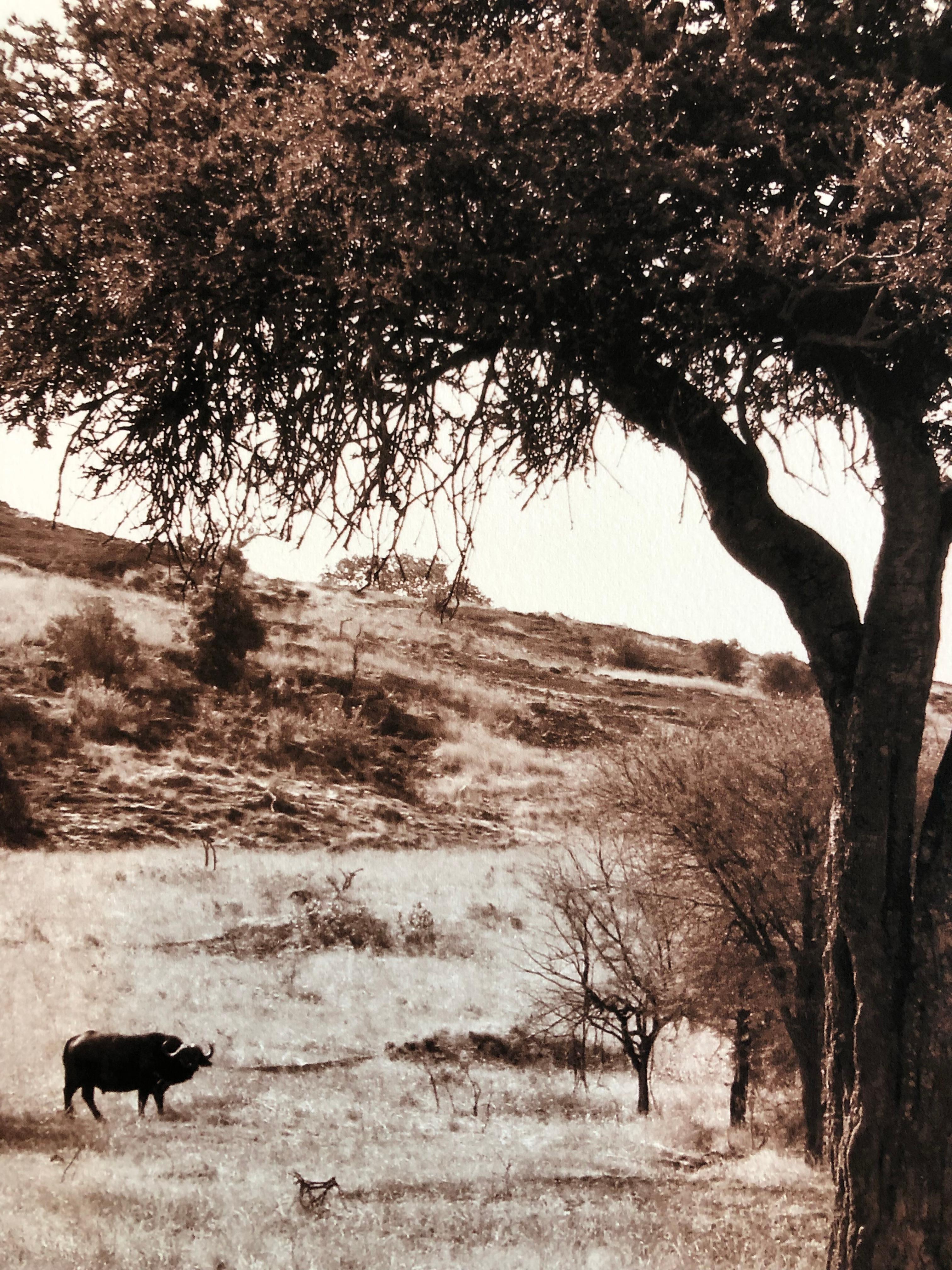 serengeti tree