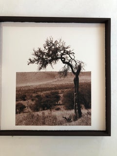 "African Tree series #4" - Sepia Toned photograph of Serengeti tree
