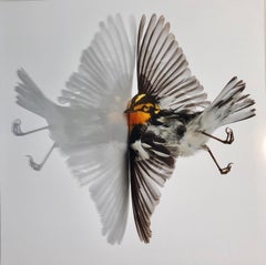 "Blackburnian Warbler" Close up photograph of bird with its reflection mirrored