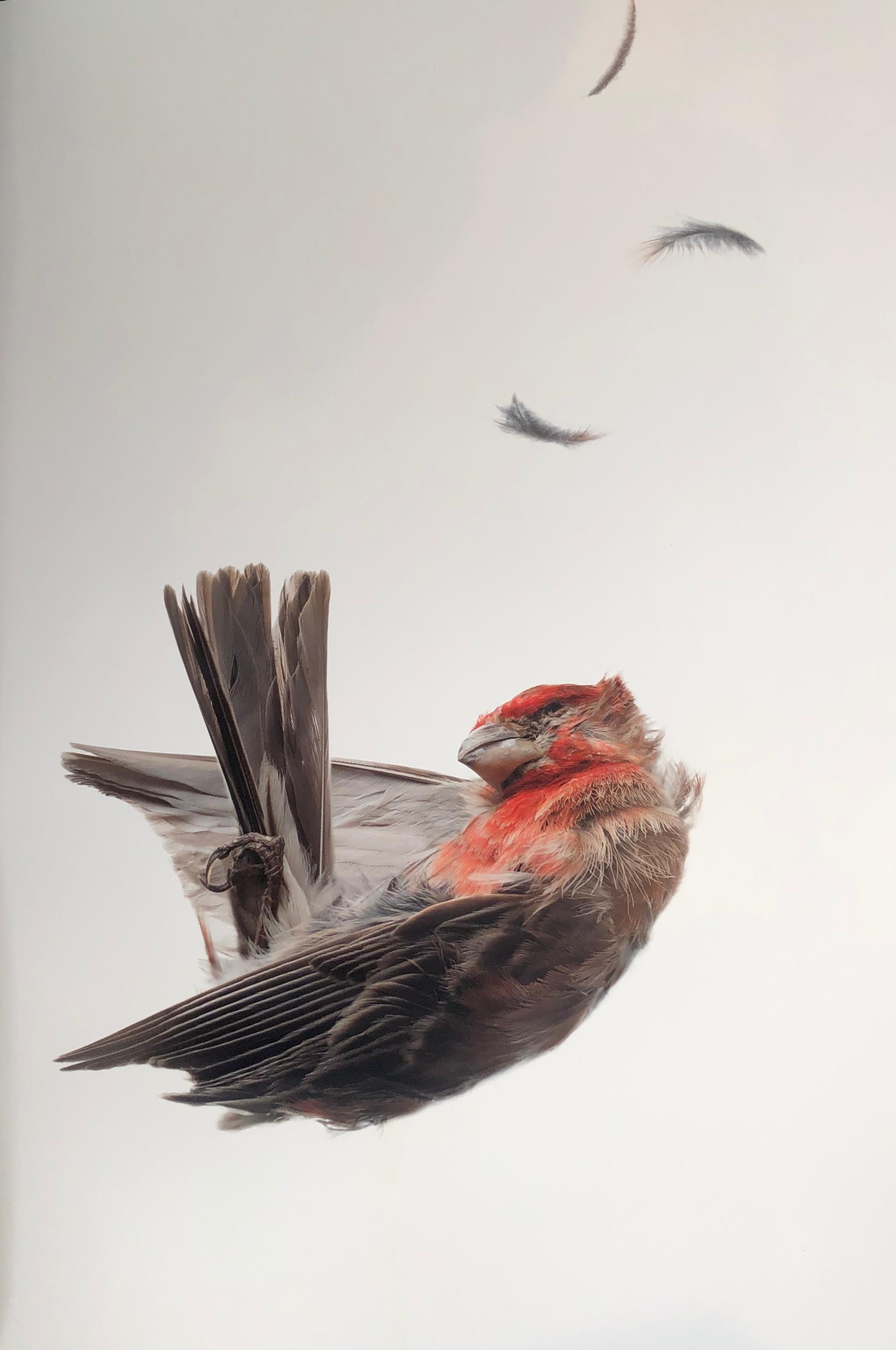 fallen bird