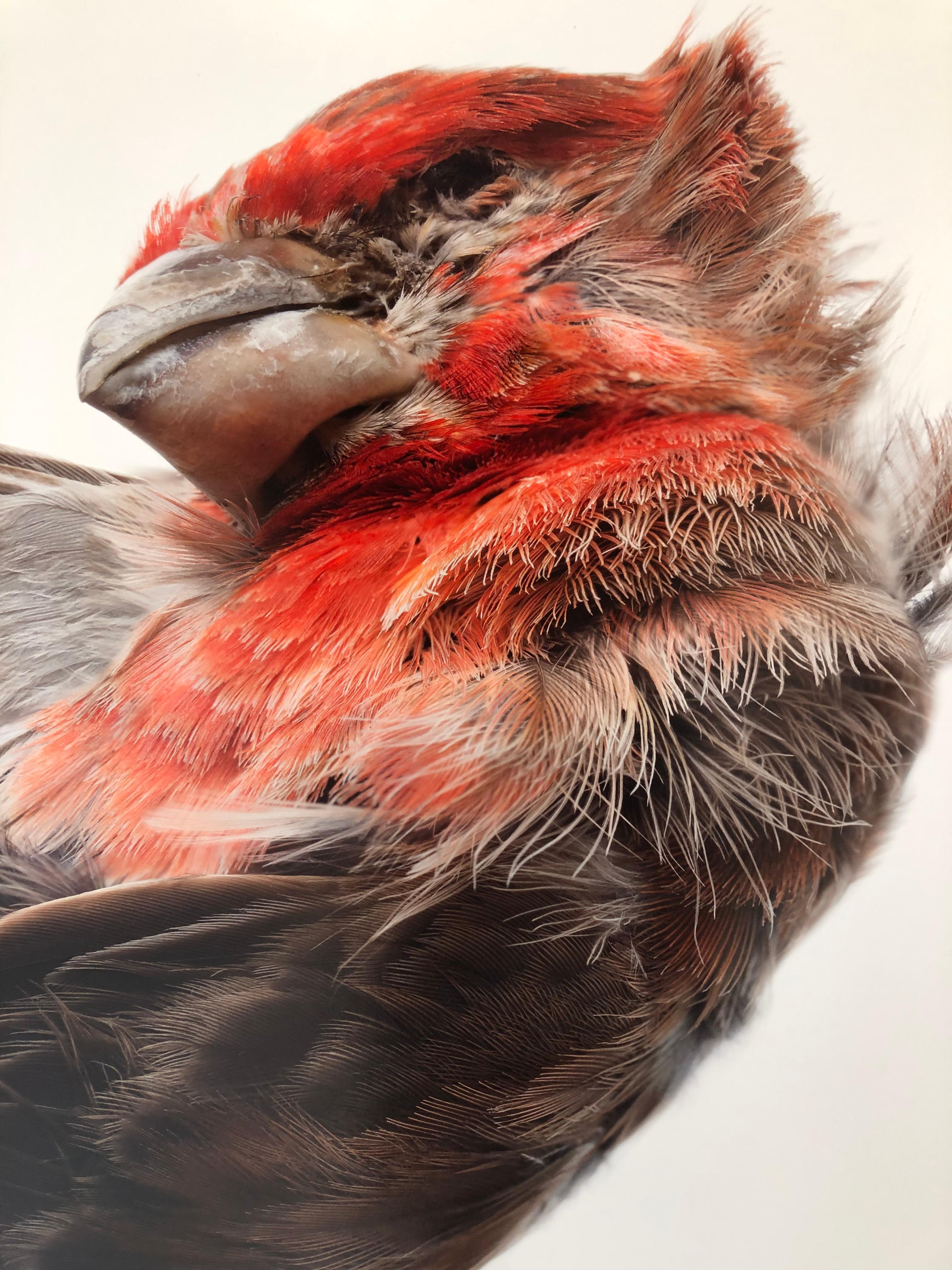 bird falling