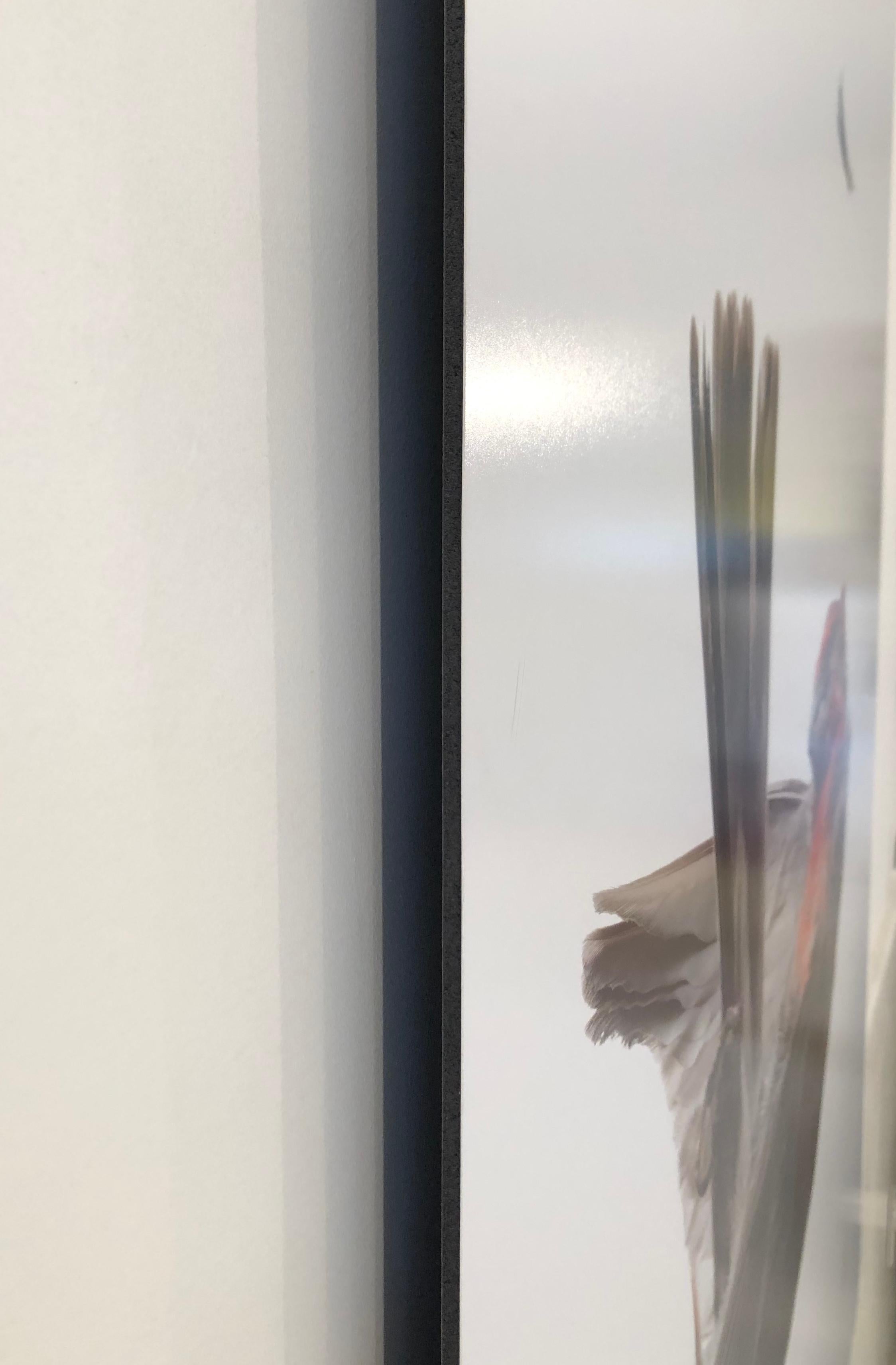 Still Life photographs of found birds after hitting glass. The artist makes close up photographs in her studio of the beautiful birds with dramatic lighting and arrangements spreading their wings and celebrating the detail and color and beauty of