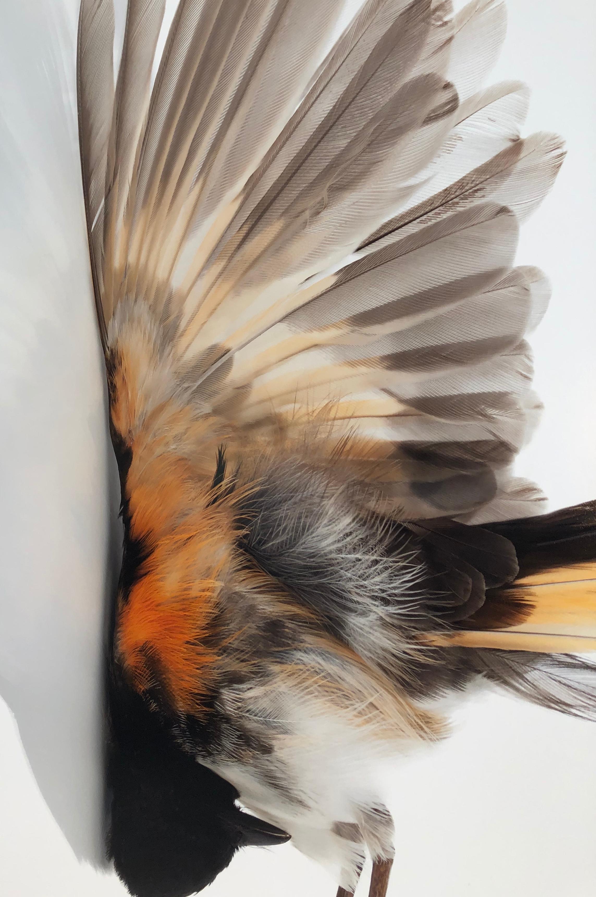 Miranda Brandon Still-Life Photograph - "Impact Redstart" Close-up photograph of bird after impact with mirrored image