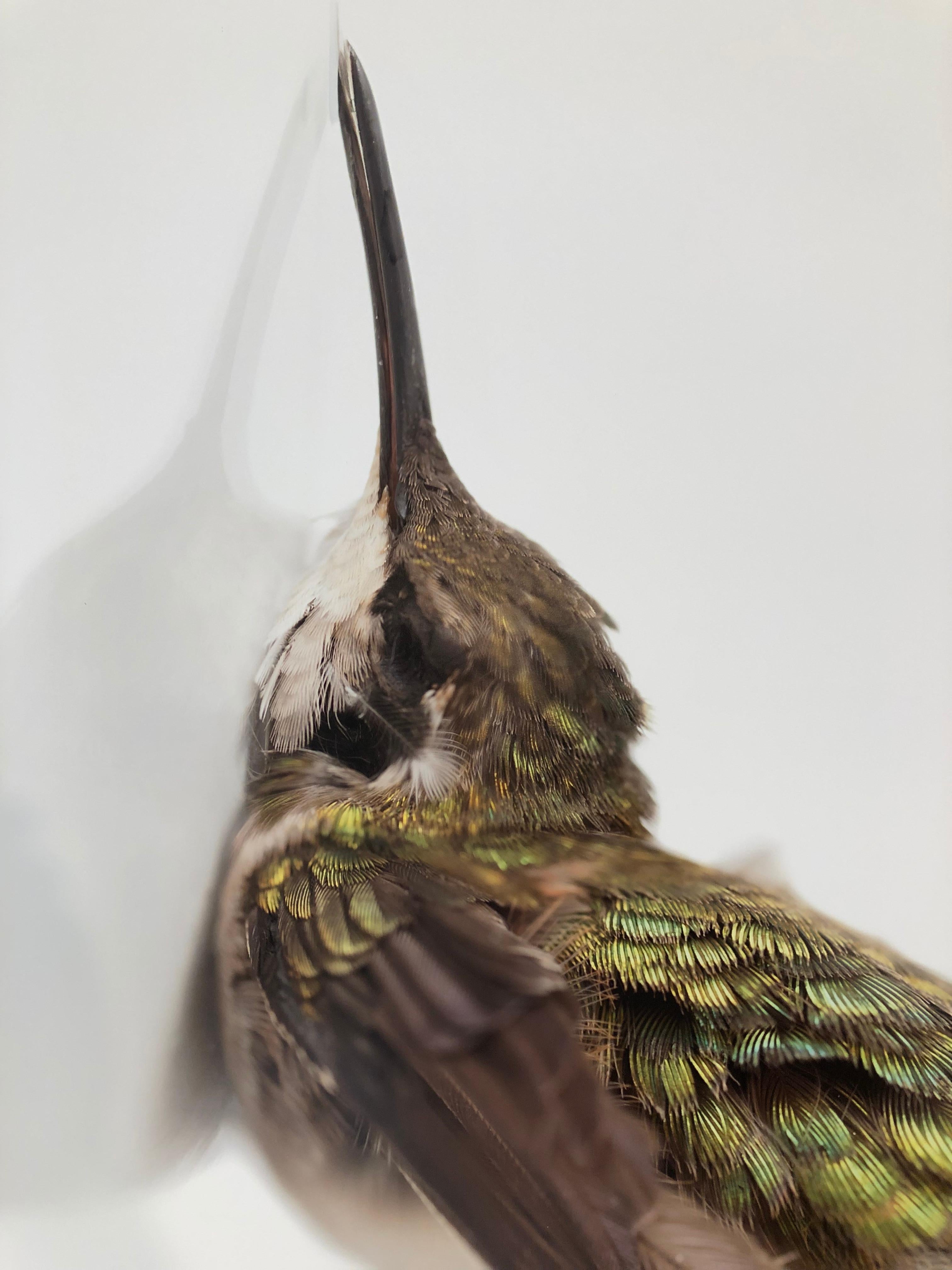 Miranda Brandon Still-Life Photograph - "Impact Ruby Throated Hummingbird" Oversized Close-up photograph of hummingbird