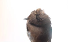"Impact Brown Hermit Thrush" Close-up photograph of fallen bird