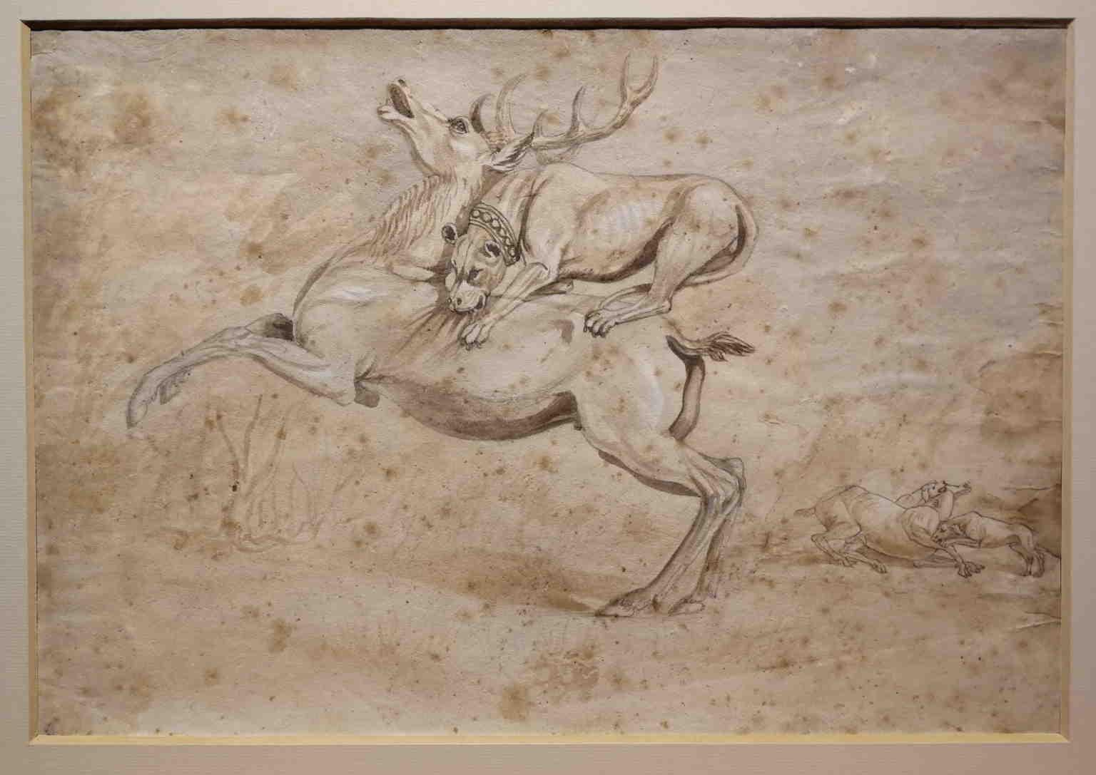 Il disegno, 30 x 41 cm acquarello su carta, raffigura una scena di caccia. Il centro del foglio è dominato dall'assalto di un cane molosso con il collare ad un cervo, mentre sullo sfondo a destra due cani si contendono un'altro cervo.
Rientra