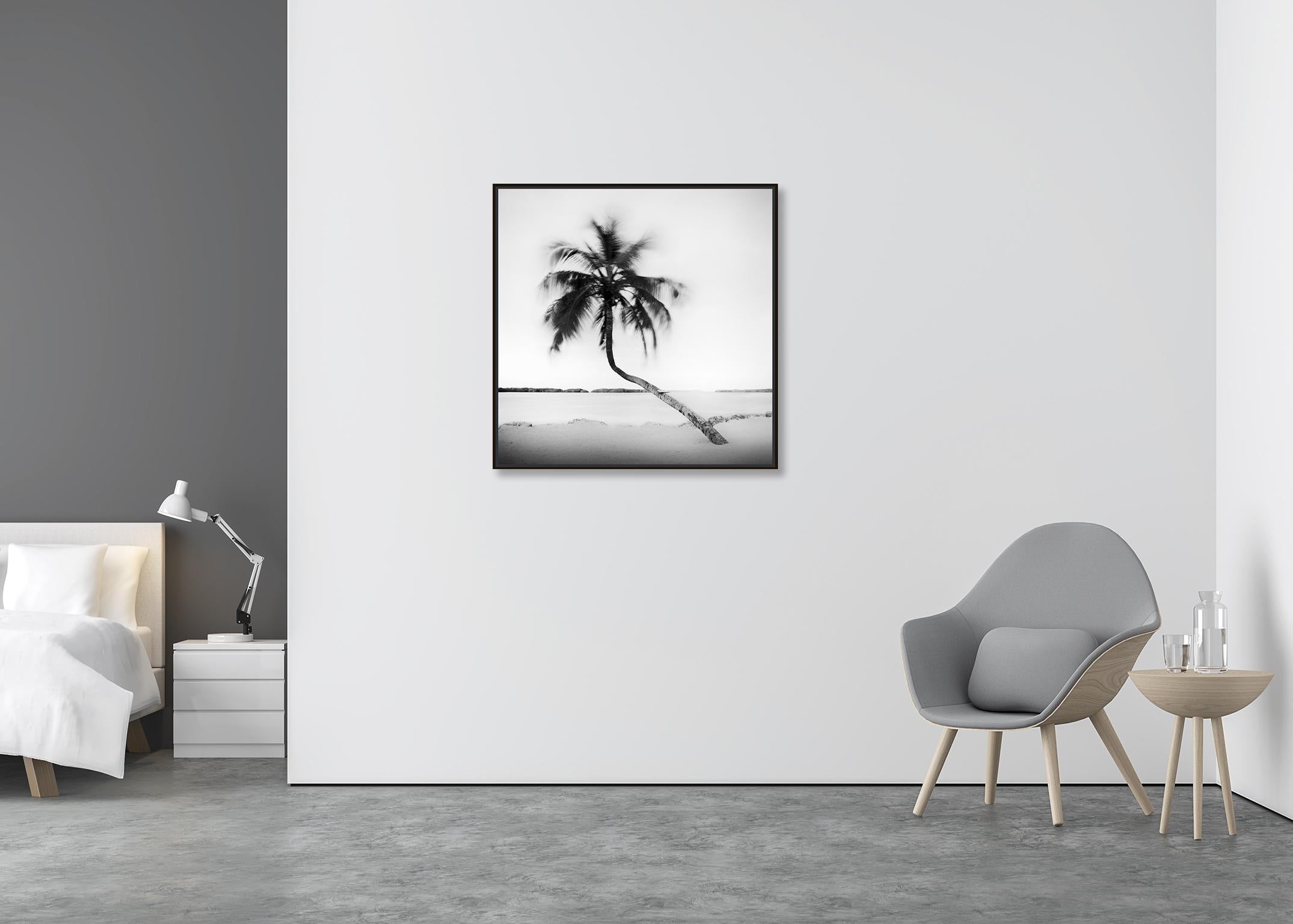Bent Palm, Beach, Florida, USA, black and white fine art photography landscape - Gray Black and White Photograph by Gerald Berghammer, Ina Forstinger