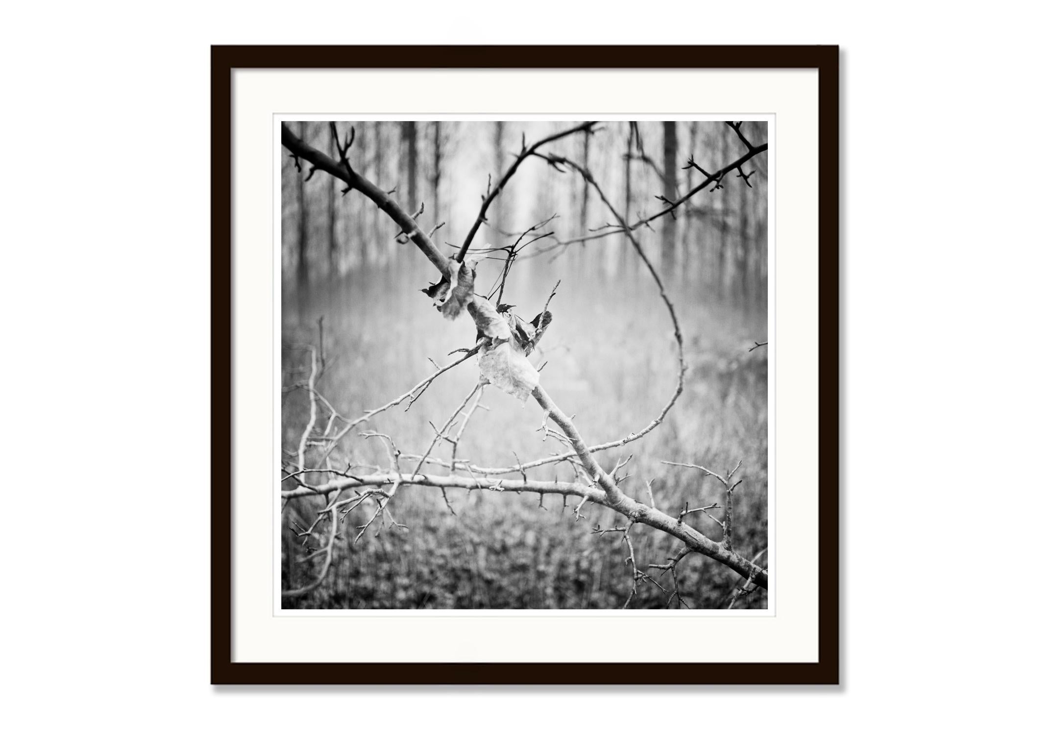 SILVERFINEART - Photographie de paysages en noir et blanc. Edition limitée à 9 exemplaires, réalisée à partir du film négatif noir et blanc de format moyen 6x6cm et imprimée à l'encre pigmentaire sur papier d'art. Signé à la main, titré, date du
