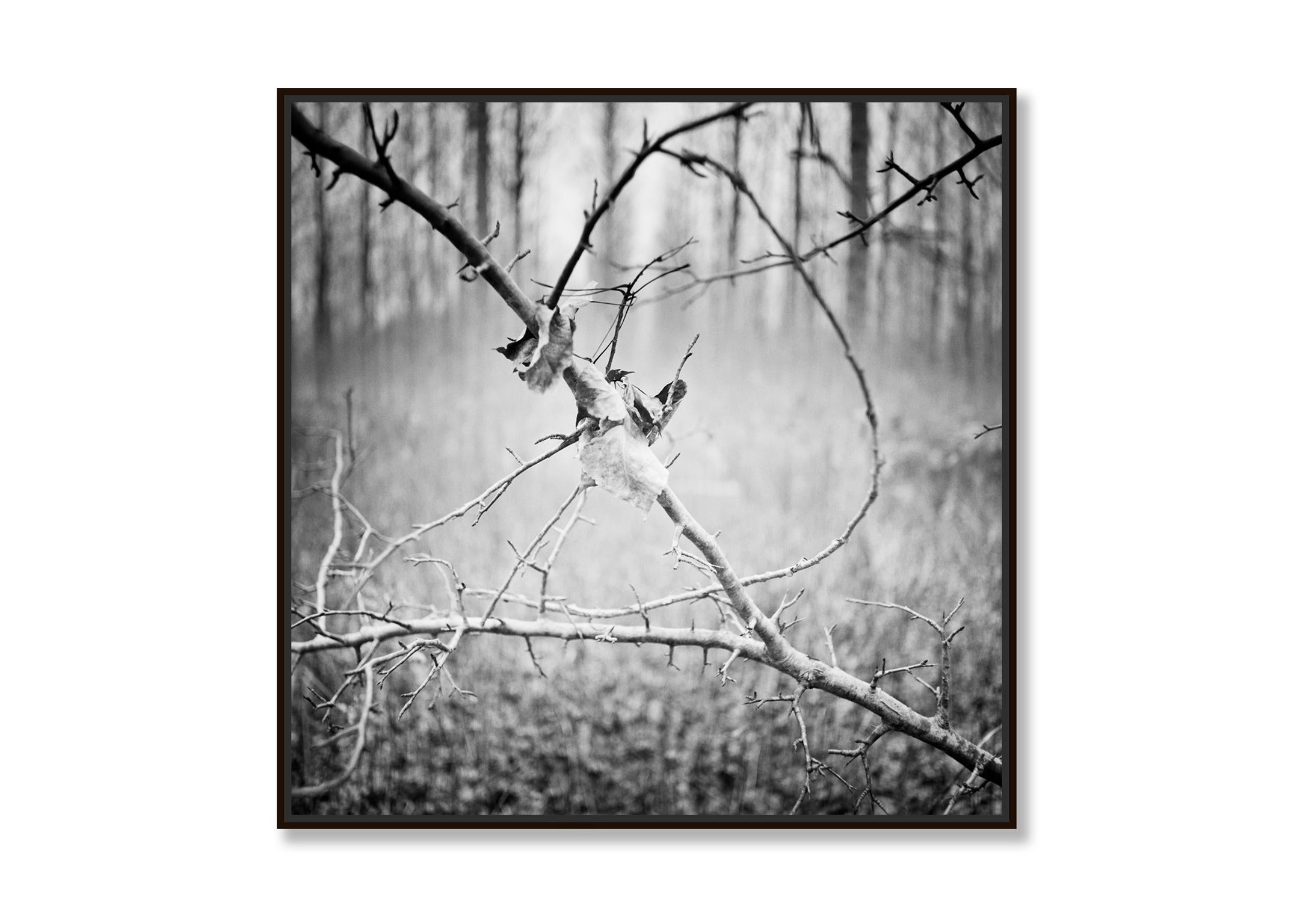 Branche et feuille, Autriche, photographie contemporaine en noir et blanc, paysage - Contemporain Photograph par Gerald Berghammer