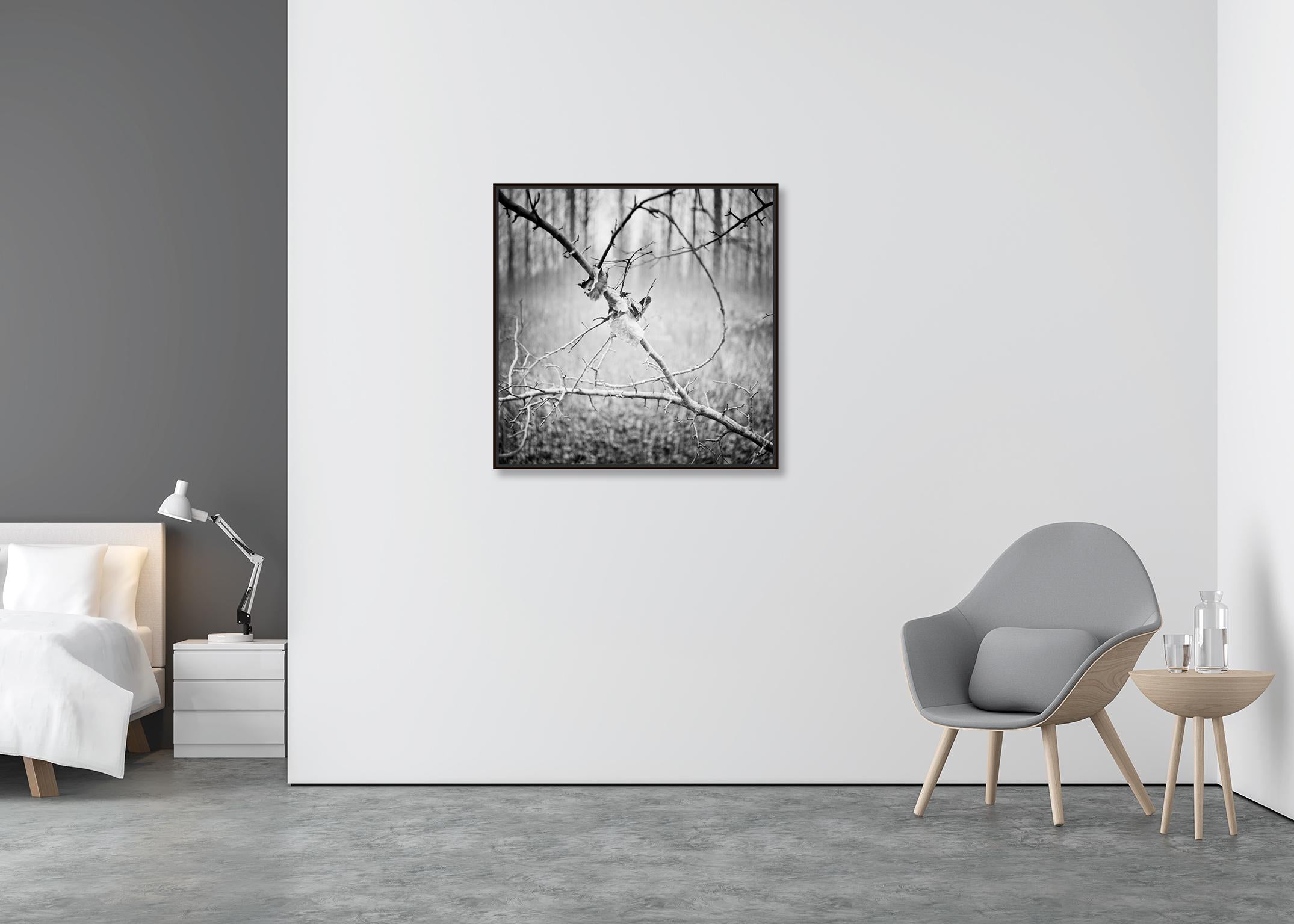 Branche et feuille, Autriche, photographie contemporaine en noir et blanc, paysage - Gris Black and White Photograph par Gerald Berghammer