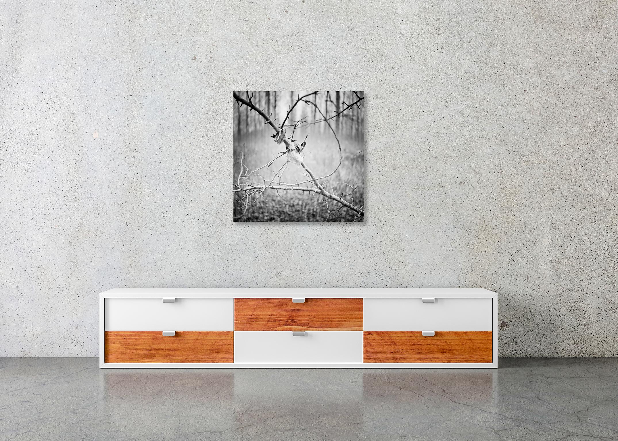 Branche et feuille, Autriche, photographie contemporaine en noir et blanc, paysage en vente 2