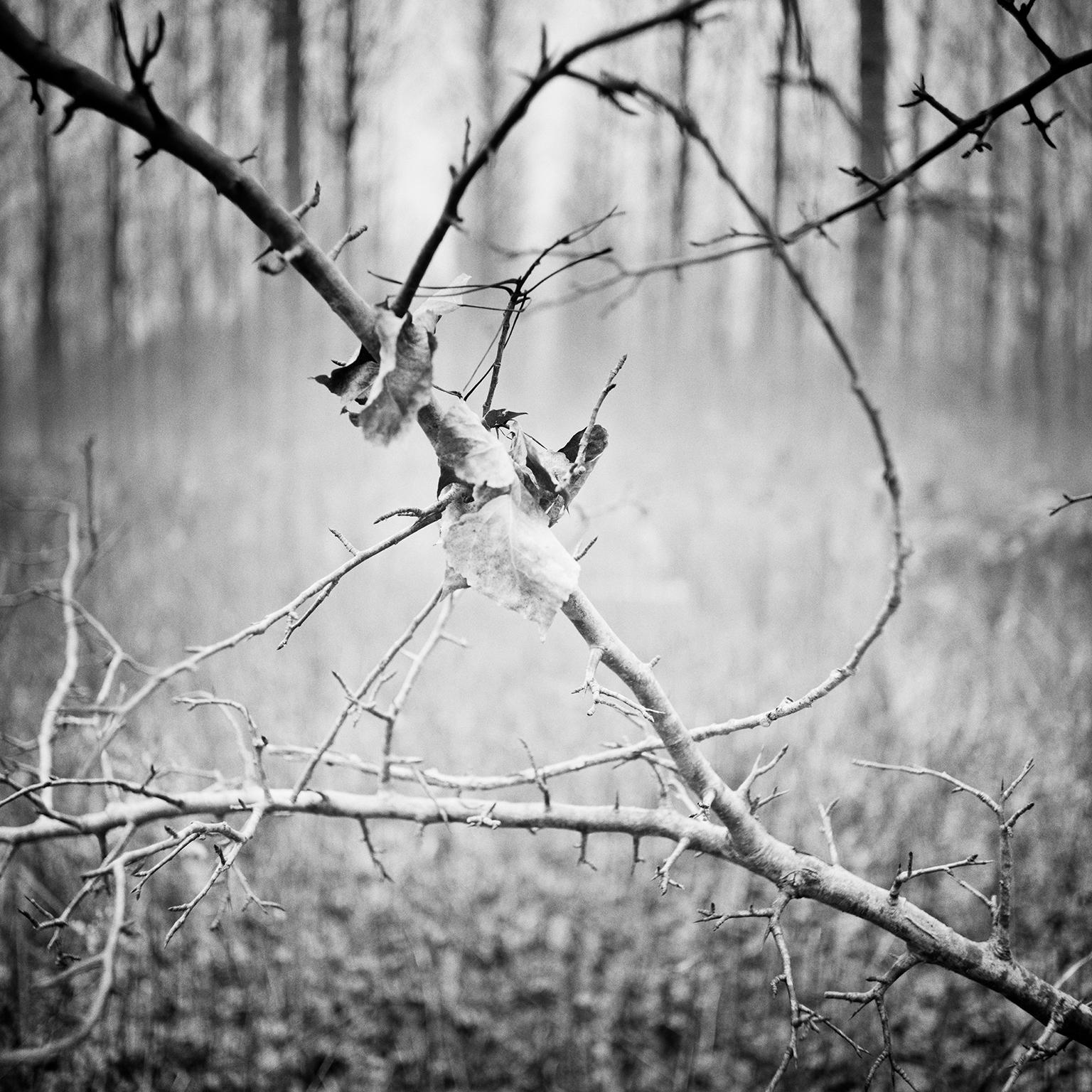 Gerald Berghammer Black and White Photograph - Branch and leaf, Austria, contemporary black and white photography, landscape