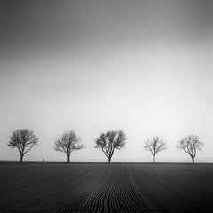 Cherry Tree Avenue, Austria, minimalist black and white photography, landscape
