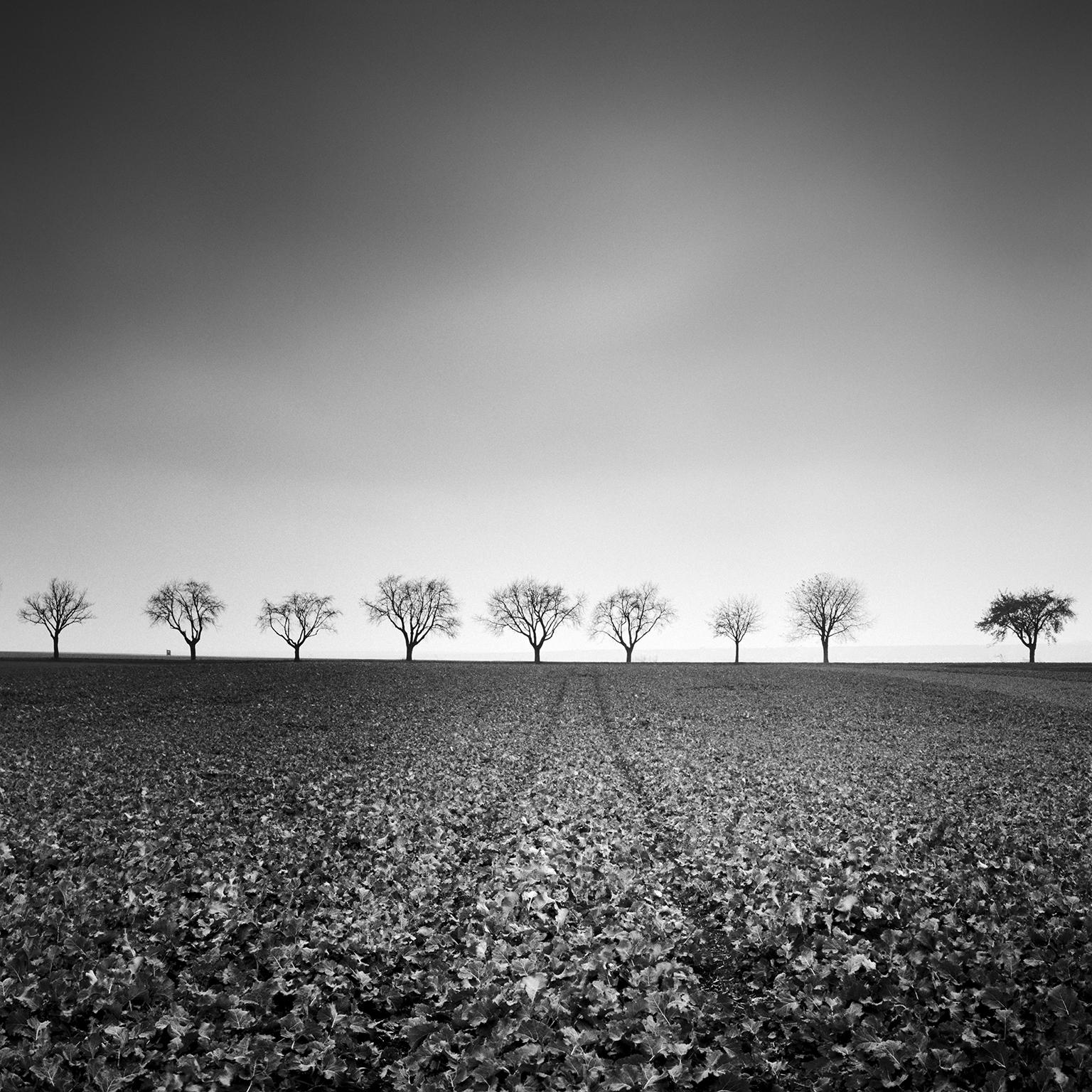 Nine Cherry Trees, Avenue, Austria, art black and white photography, landscape