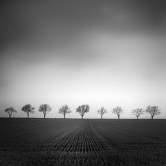 Neun Kirschbaumbäume, Österreich, zeitgenössische Schwarz-Weiß-Fotografie, Landschaft