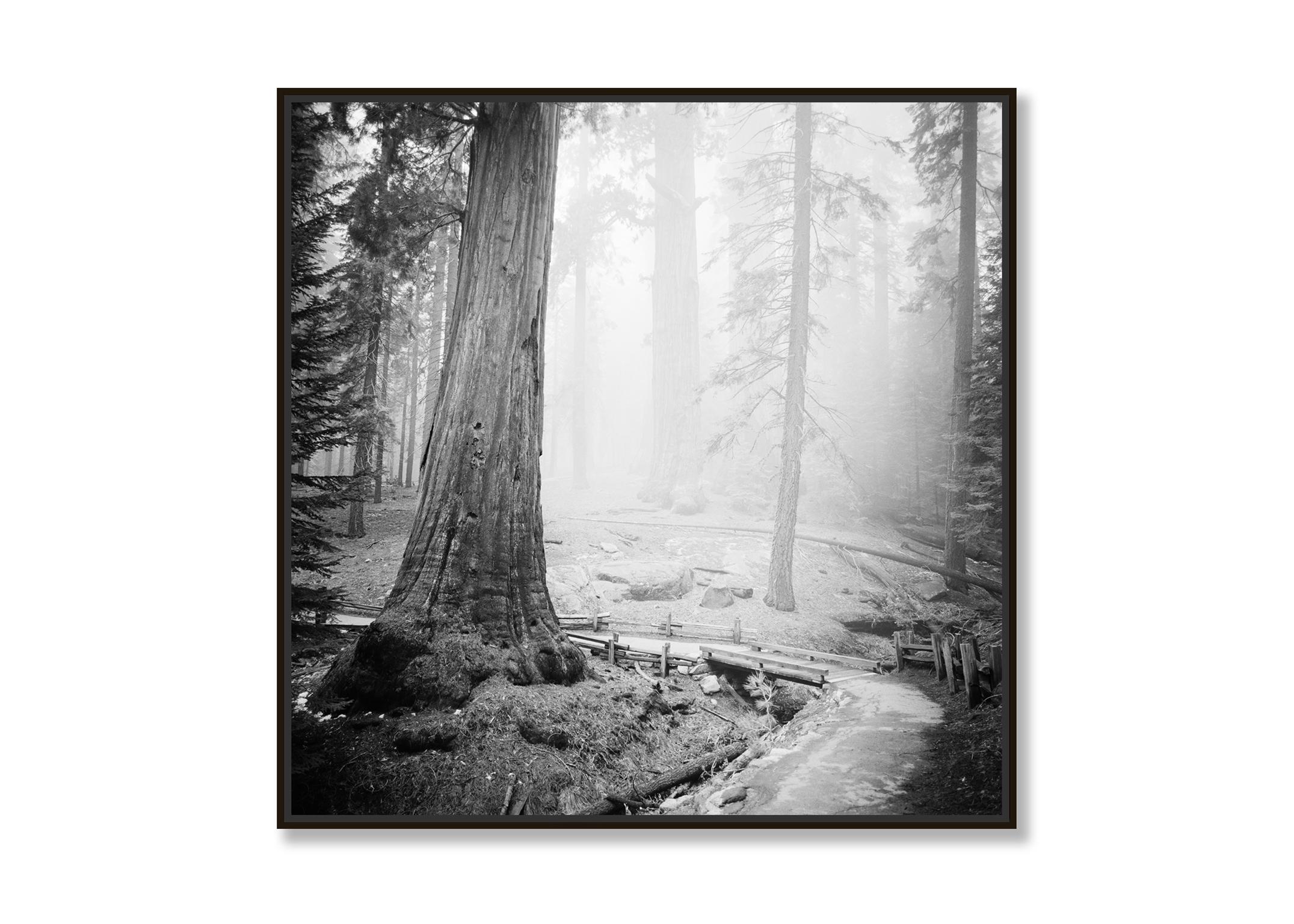 Redwood, National and State Parks, California, black and white art photography - Photograph by Gerald Berghammer