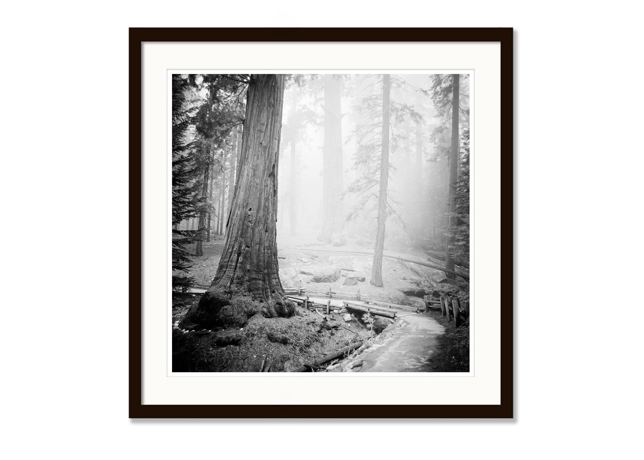 Redwood, National and State Parks, California, black and white art photography - Gray Landscape Photograph by Gerald Berghammer