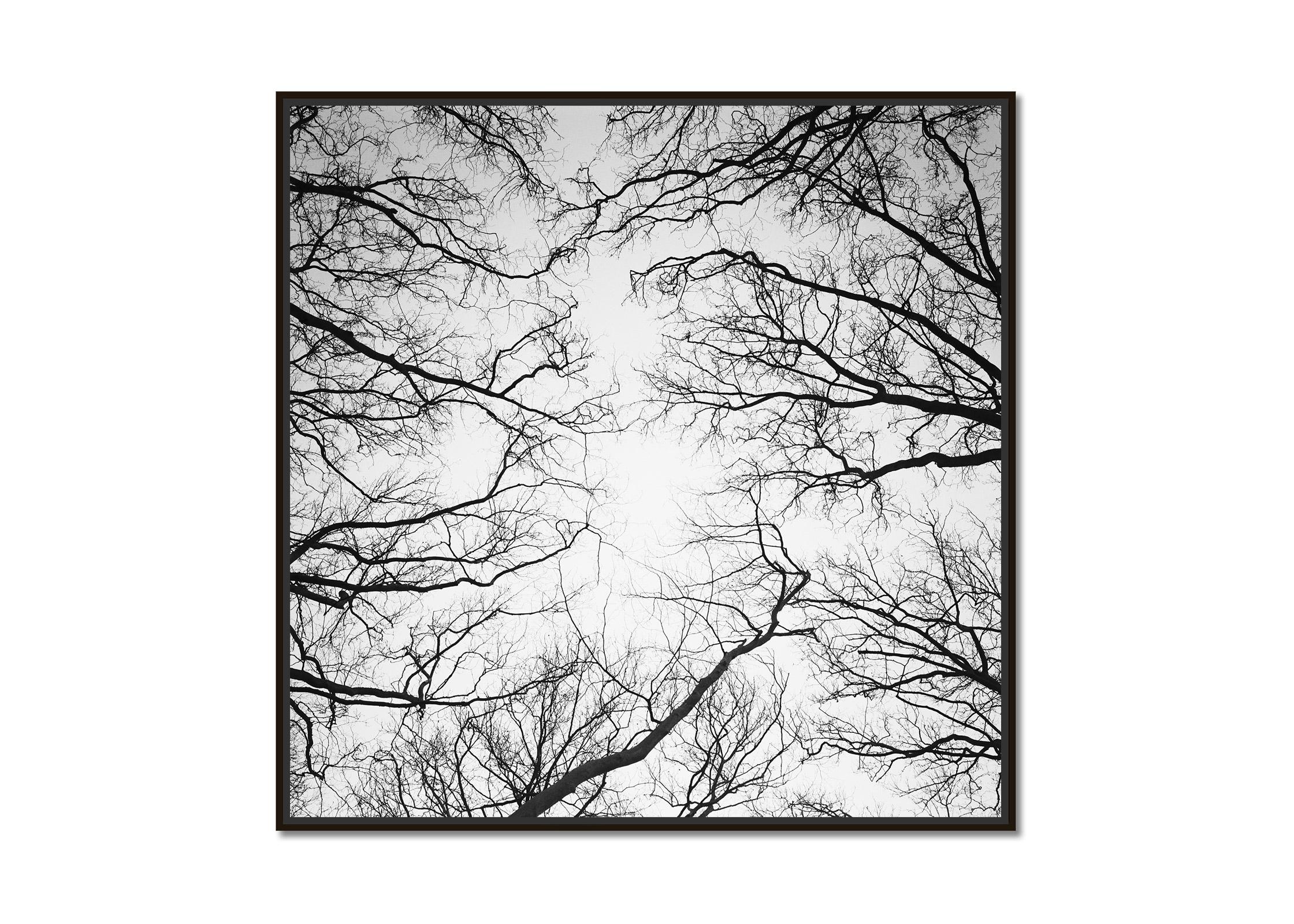 Kastanienbäume, Versailles, Paris, Schwarz-Weiß-Fotografie, Landschaft, Kunst – Photograph von Gerald Berghammer