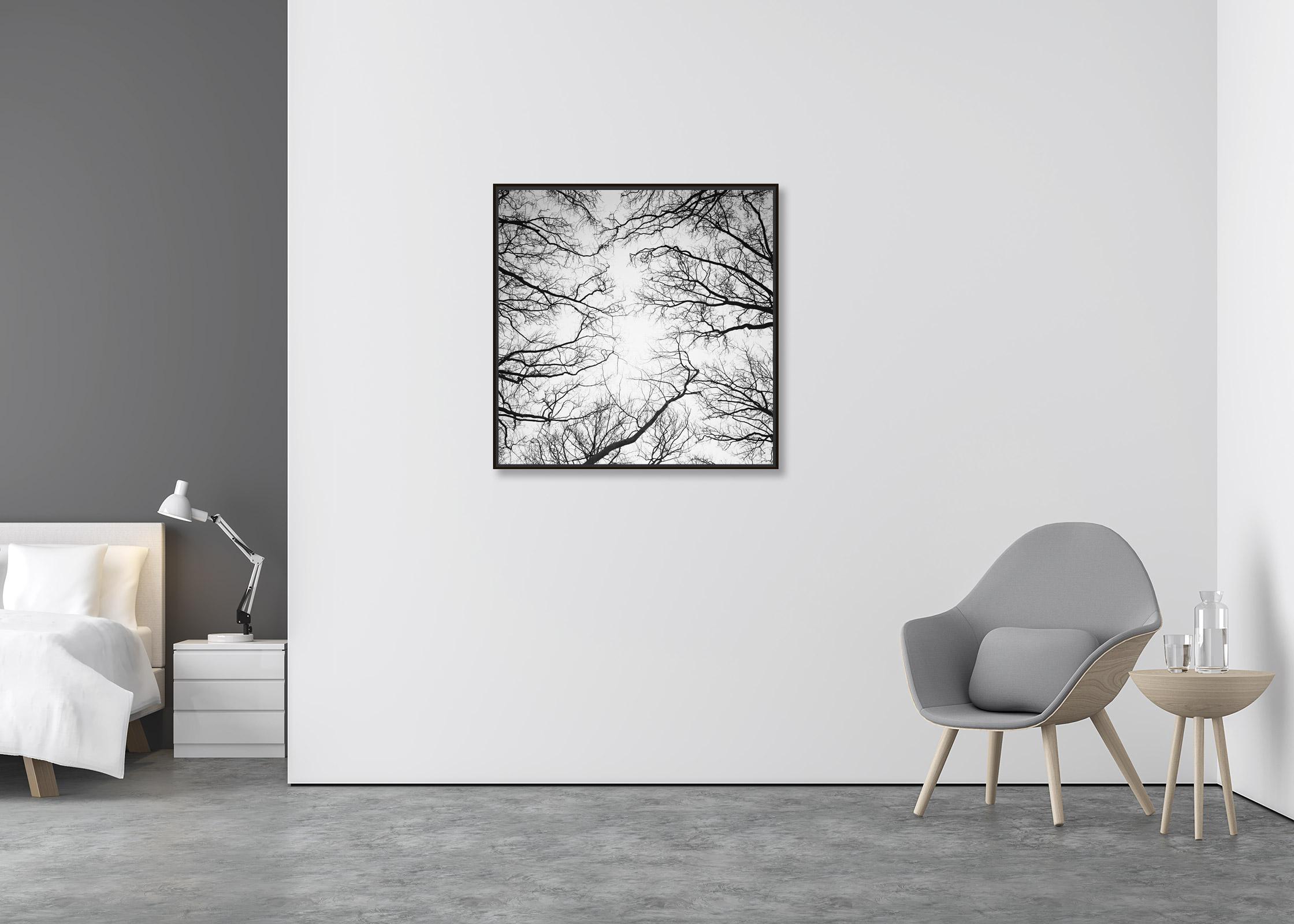 Kastanienbäume, Versailles, Paris, Schwarz-Weiß-Fotografie, Landschaft, Kunst (Minimalistisch), Photograph, von Gerald Berghammer