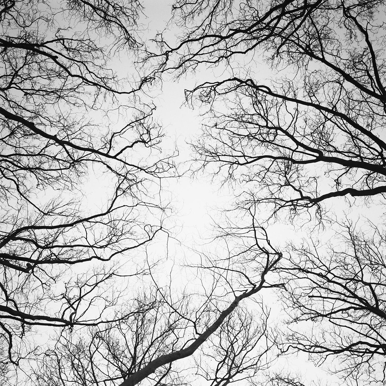 Gerald Berghammer Black and White Photograph - Chestnut Trees, Versailles, Paris, black and white photography, landscape