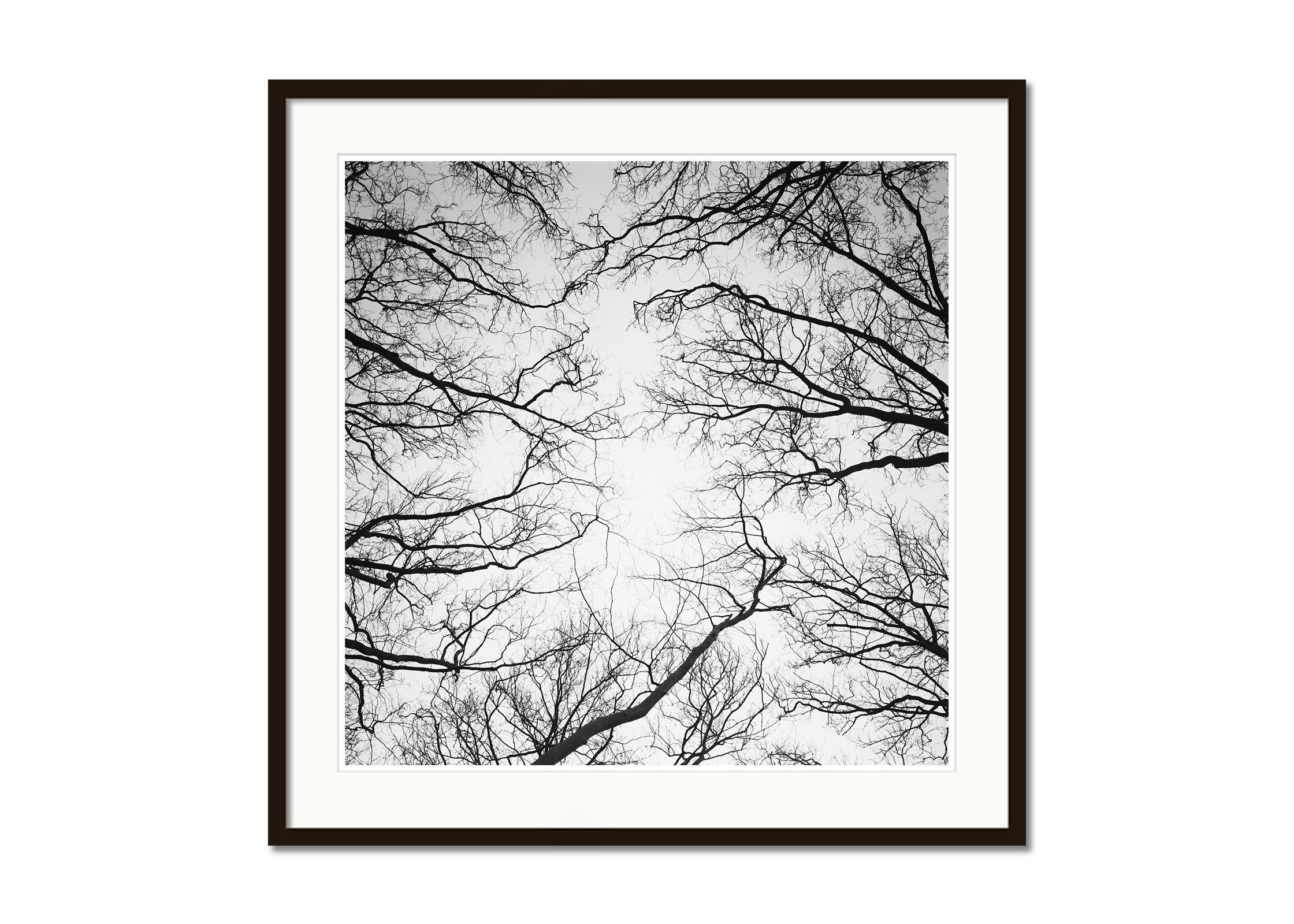 chestnut trees in paris