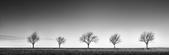 Row of five Tree, Austria, contemporary black and white photography, landscape