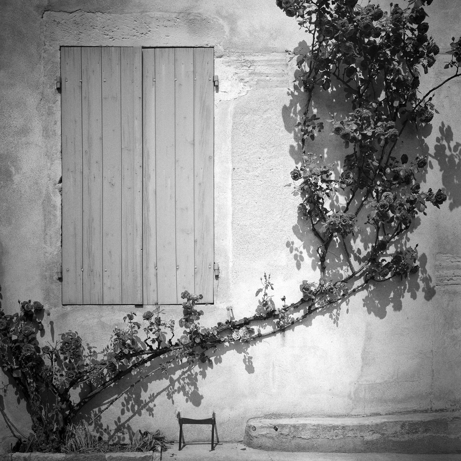 Rosa Wichuraiana, France, black and white fine art photography, landscape