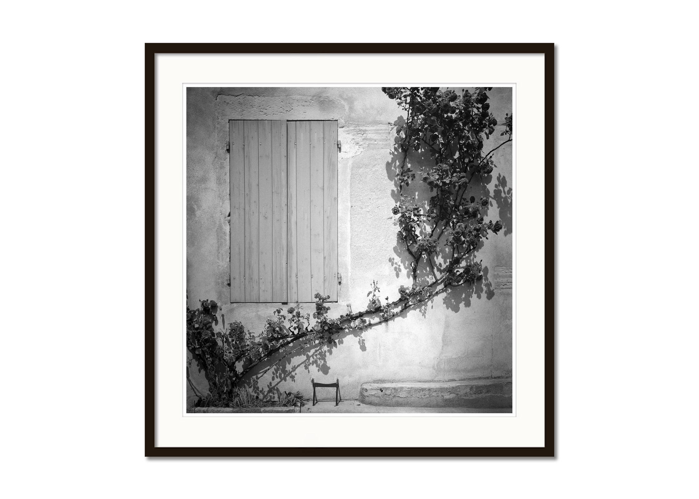 Rosa Wichuraiana, Francia, fotografia d'autore in bianco e nero, paesaggio - Black and White Photograph Grigio di Gerald Berghammer