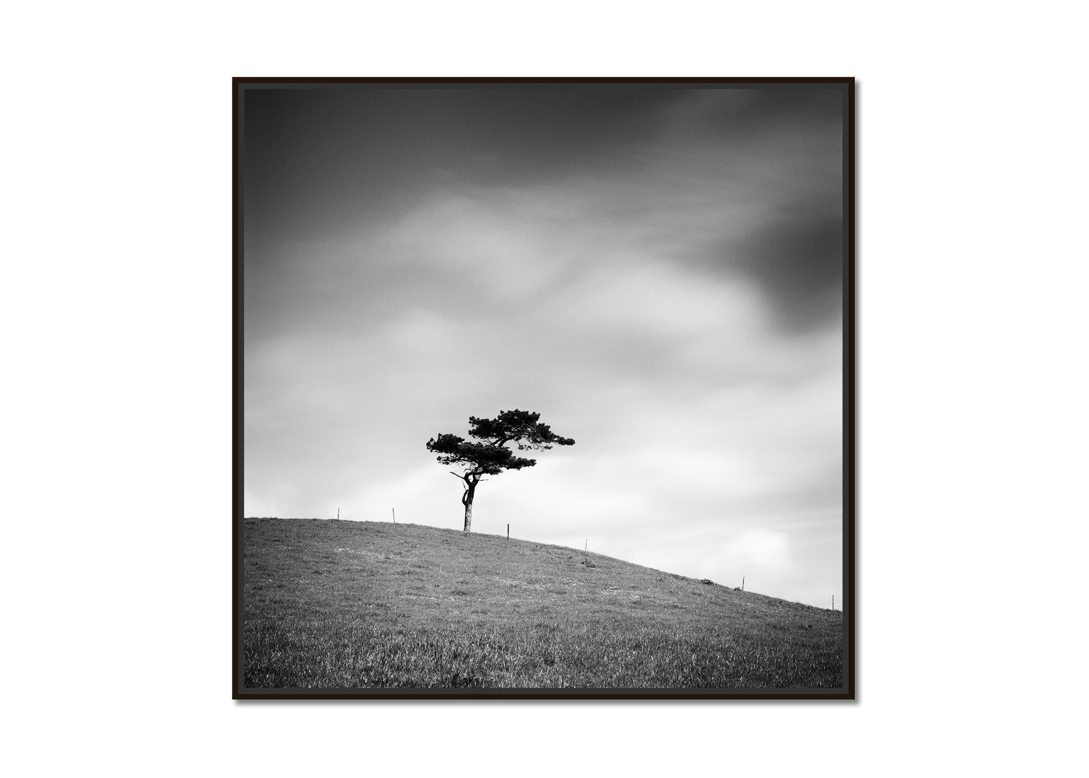 Beware of the Bull single Tree Ireland black white art photography landscape - Photograph by Gerald Berghammer