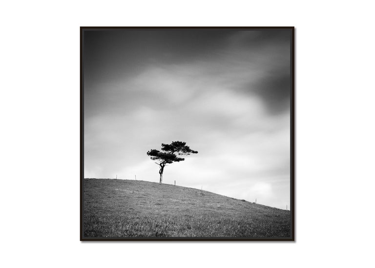 Beware of the Bull, Single Tree Ireland, black and white photography, landscape - Photograph by Gerald Berghammer