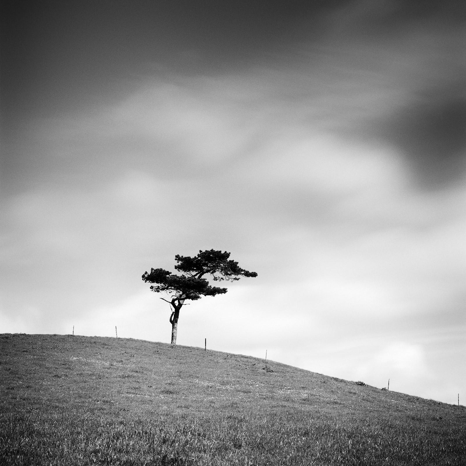 Gerald Berghammer Black and White Photograph - Beware of the Bull single Tree Ireland black white art photography landscape