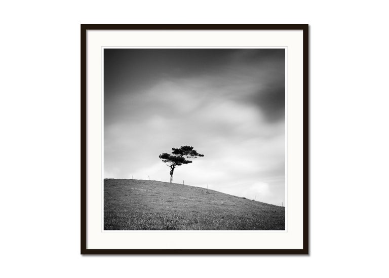 Beware of the Bull, Single Tree Ireland, black and white photography, landscape - Gray Black and White Photograph by Gerald Berghammer