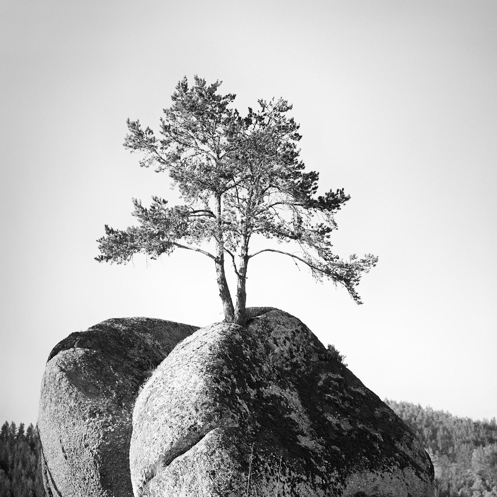Tree on the Rock, Austria, minimalist black and white landscape art photography