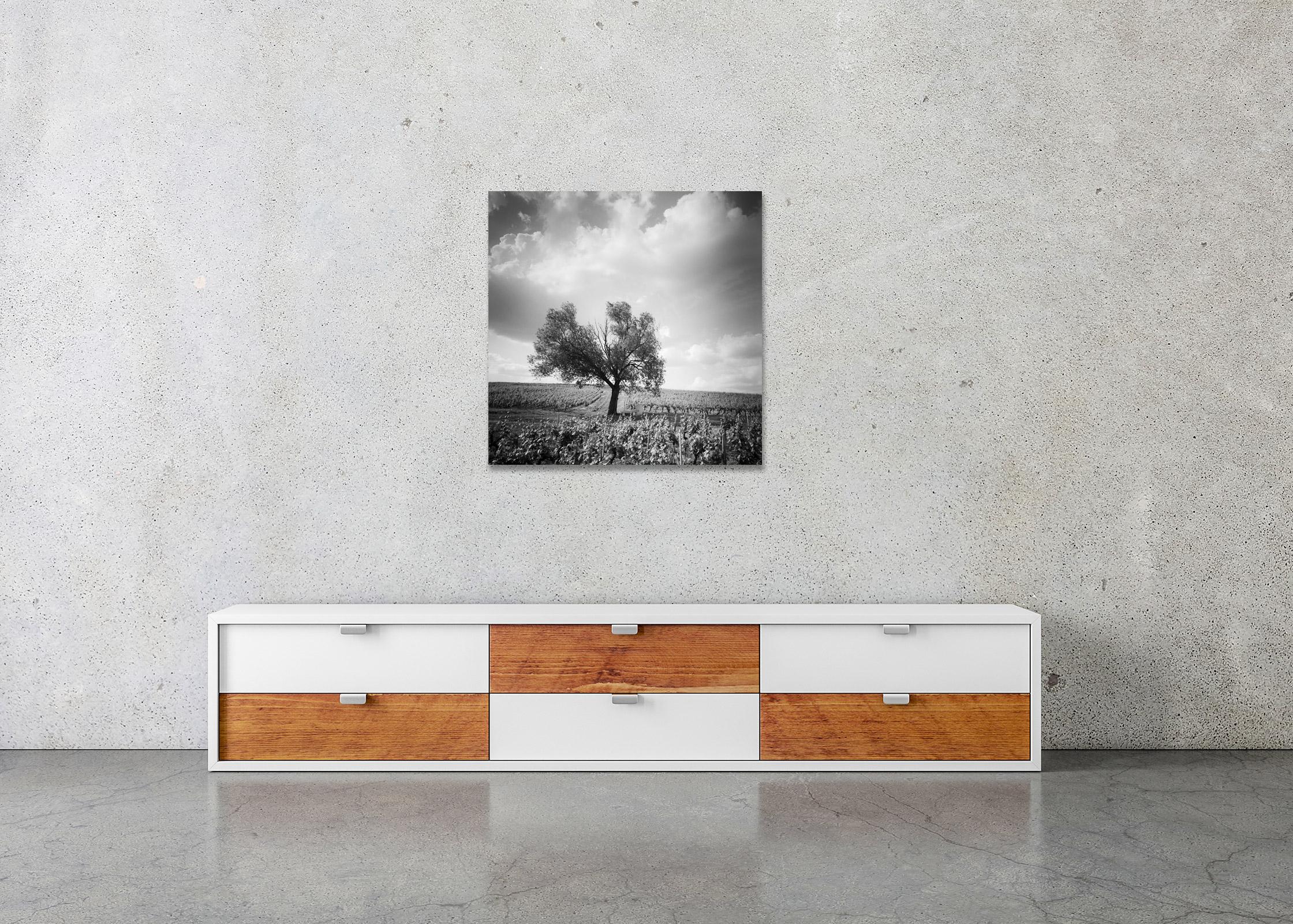 Black and White Fine Art Landscape Photography - Tree in the middle of beautiful vineyard with big clouds in Bordeaux, France. Archival pigment ink print, edition of 9. Signed, titled, dated and numbered by artist. Certificate of authenticity