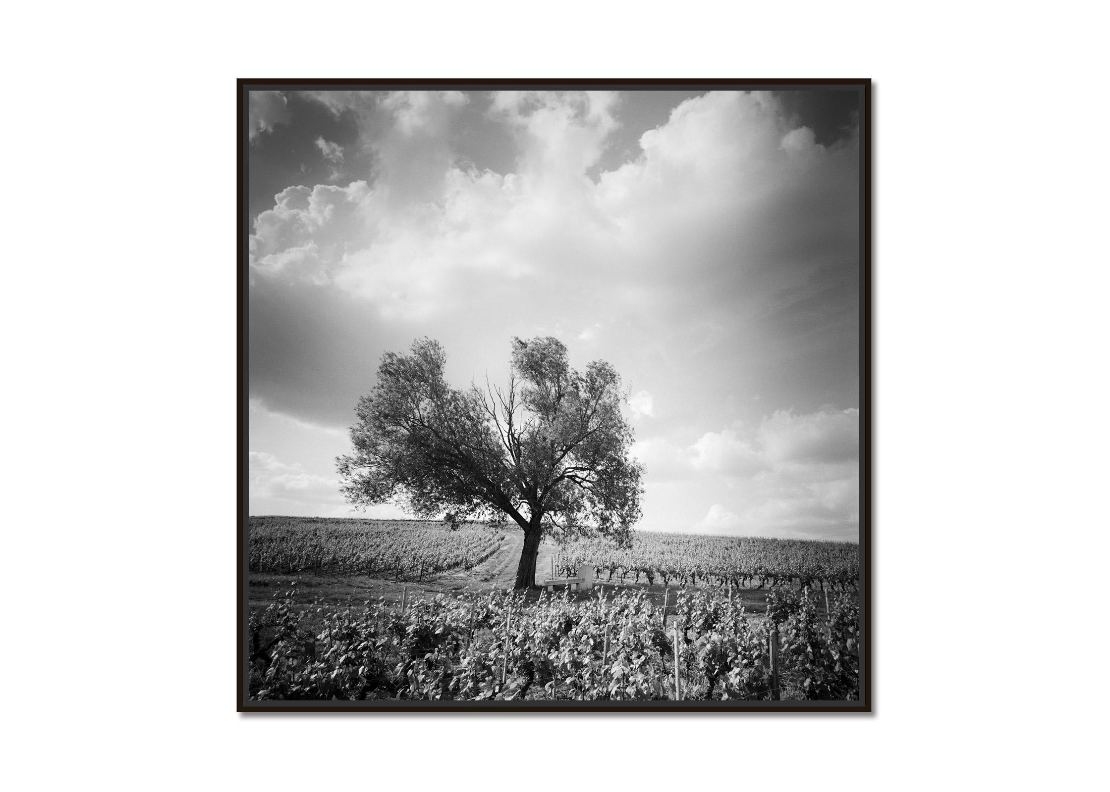Old Tree at Vineyard, Bordeaux, France, minimalist black & white landscape print - Photograph by Gerald Berghammer