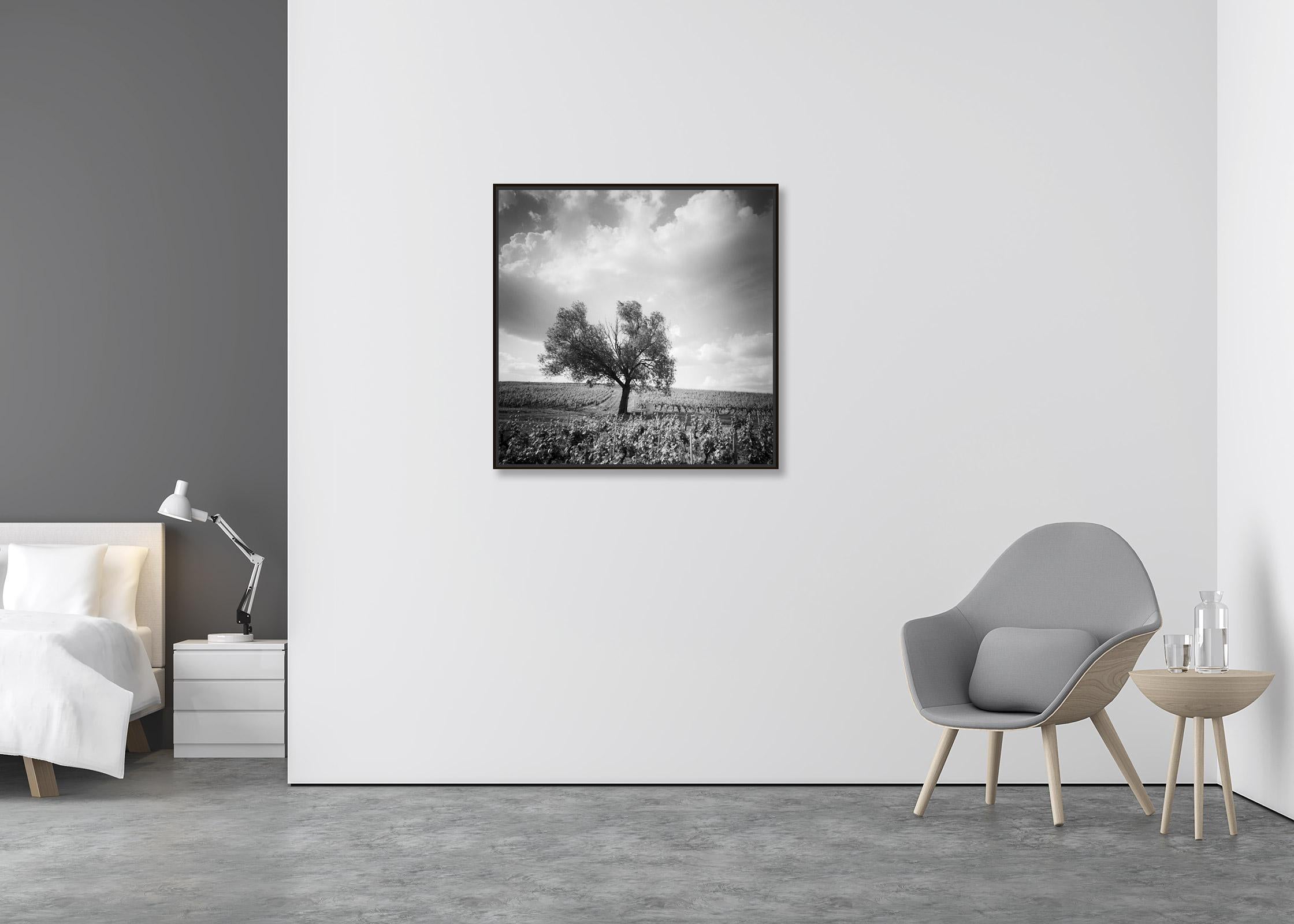 Old Tree at Vineyard, Bordeaux, Frankreich, minimalistischer Schwarz-Weiß-Landschaftsdruck (Zeitgenössisch), Photograph, von Gerald Berghammer