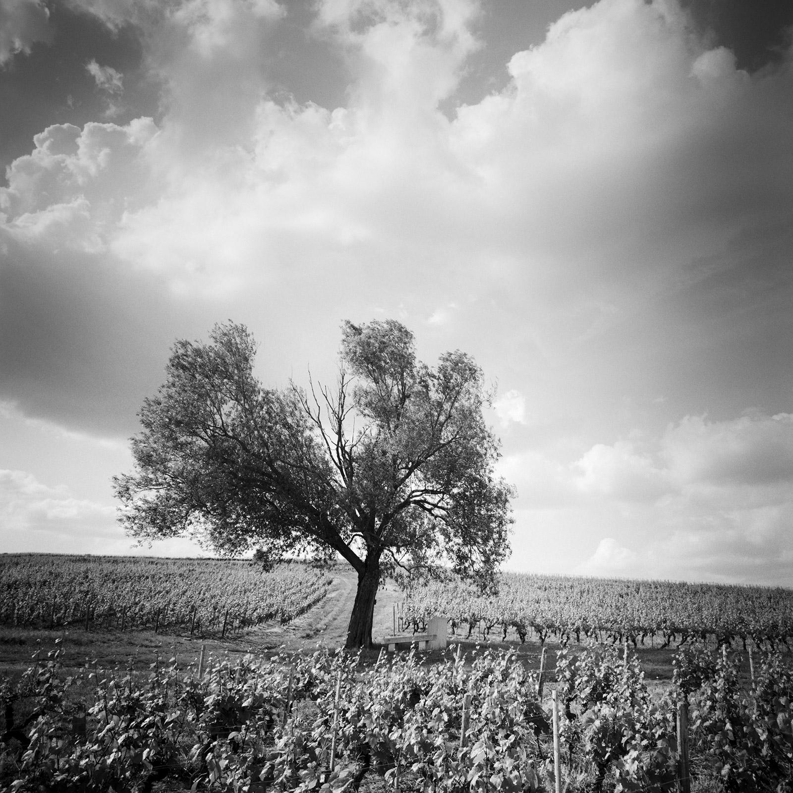 Gerald Berghammer Landscape Photograph - Old Tree at Vineyard, Bordeaux, France, minimalist black & white landscape print