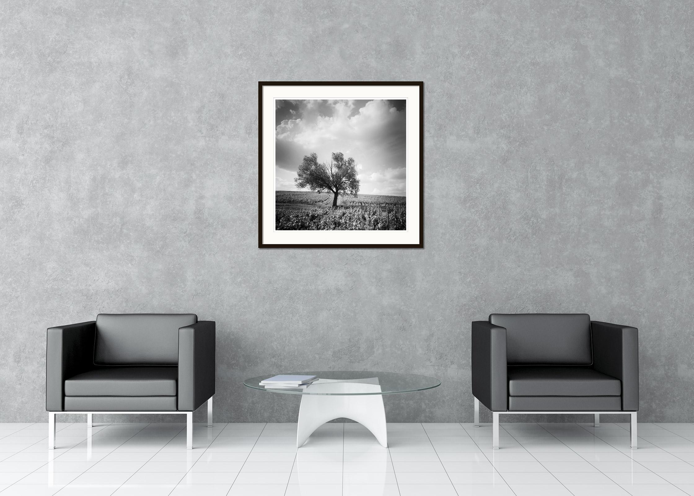 Old Tree at Vineyard, Bordeaux, France, minimalist black & white landscape print - Contemporary Photograph by Gerald Berghammer