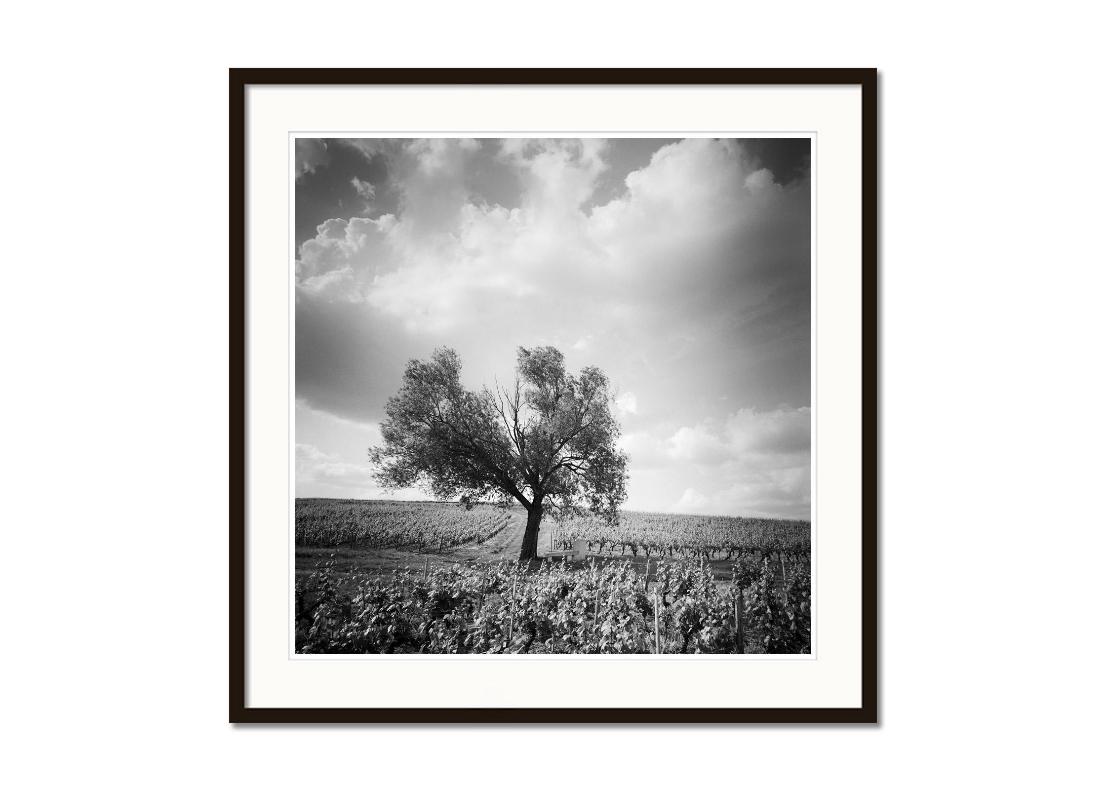 Old Tree at Vineyard, Bordeaux, Frankreich, minimalistischer Schwarz-Weiß-Landschaftsdruck (Grau), Landscape Photograph, von Gerald Berghammer