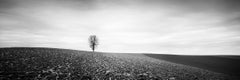 Lonely Tree Panorama, Austria - Black and White Fine Art Landscape Photography